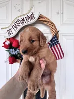 Harper, a female Golden Retriever for sale in Mount Airy, NC – 6 of 10