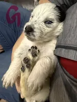 Skye, a female Australian Shepherd and Great Pyrenees for sale in Cadillac, MI – 1 of 2