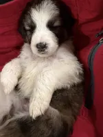 Dasher, a male Australian Shepherd and Great Pyrenees for sale in Cadillac, MI – 2 of 2