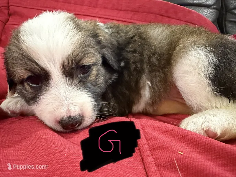 Darling – Australian Shepherd, Great Pyrenees puppy for sale in Cadillac, MI