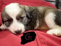 Darling, a female Australian Shepherd and Great Pyrenees for sale in Cadillac, MI – 1 of 2