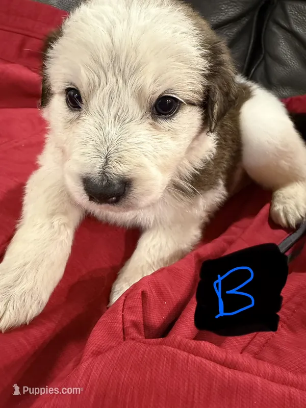 Scout – Australian Shepherd, Great Pyrenees puppy for sale in Cadillac, MI