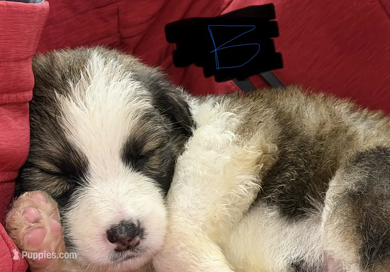 Dasher – Australian Shepherd, Great Pyrenees puppy for sale in Cadillac, MI