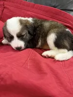 Darling, a female Australian Shepherd and Great Pyrenees for sale in Cadillac, MI – 2 of 2