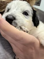 Skye, a female Australian Shepherd and Great Pyrenees for sale in Cadillac, MI – 2 of 2