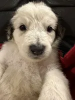 Scout, a male Australian Shepherd and Great Pyrenees for sale in Cadillac, MI – 2 of 2