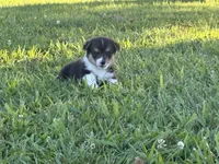 Teddy, a male Pembroke Welsh Corgi for sale in California, MO – 2 of 2