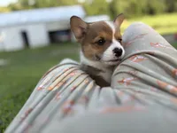 Rolo, a male Pembroke Welsh Corgi for sale in California, MO – 3 of 5
