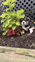Liam, a male Pembroke Welsh Corgi for sale in California, MO – 4 of 4