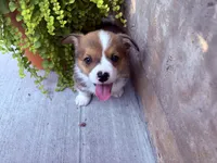 Rolo, a male Pembroke Welsh Corgi for sale in California, MO – 5 of 5