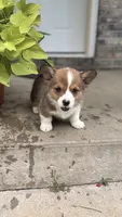 Rolo, a male Pembroke Welsh Corgi for sale in California, MO – 4 of 5