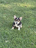 Liam, a male Pembroke Welsh Corgi for sale in California, MO – 4 of 4