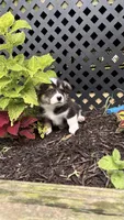 Liam, a male Pembroke Welsh Corgi for sale in California, MO – 3 of 4