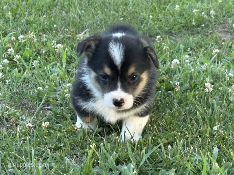 Liam – Pembroke Welsh Corgi puppy for sale in California, MO
