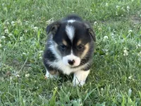 Liam, a male Pembroke Welsh Corgi for sale in California, MO – 1 of 4