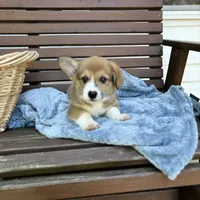 Tubs (AKC Triple Clear), a male Pembroke Welsh Corgi for sale in California, MO – 4 of 7