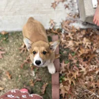 Tubs (AKC Triple Clear), a male Pembroke Welsh Corgi for sale in California, MO – 2 of 7