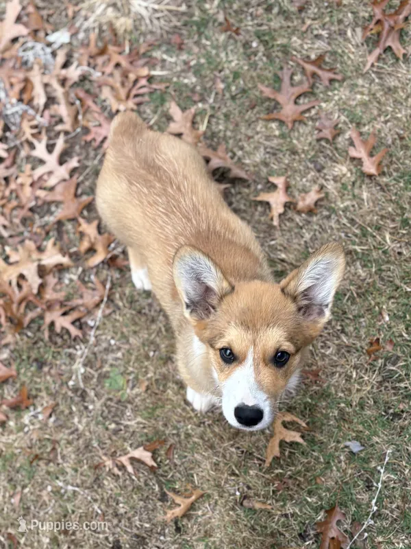 Tubs (AKC Triple Clear) – Pembroke Welsh Corgi puppy on hold in California, MO