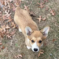 Tubs (AKC Triple Clear), a male Pembroke Welsh Corgi for sale in California, MO – 1 of 7