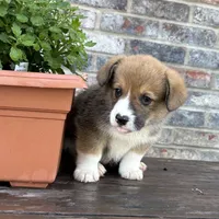 Tubs (AKC Triple Clear), a male Pembroke Welsh Corgi for sale in California, MO – 6 of 7