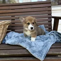 Tubs (AKC Triple Clear), a male Pembroke Welsh Corgi for sale in California, MO – 3 of 7