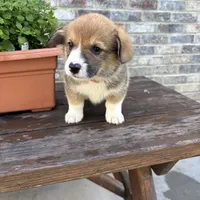 Tubs (AKC Triple Clear), a male Pembroke Welsh Corgi for sale in California, MO – 7 of 7