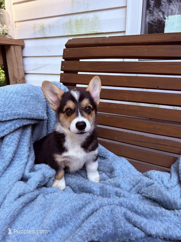 Liam – Pembroke Welsh Corgi puppy for sale in California, MO