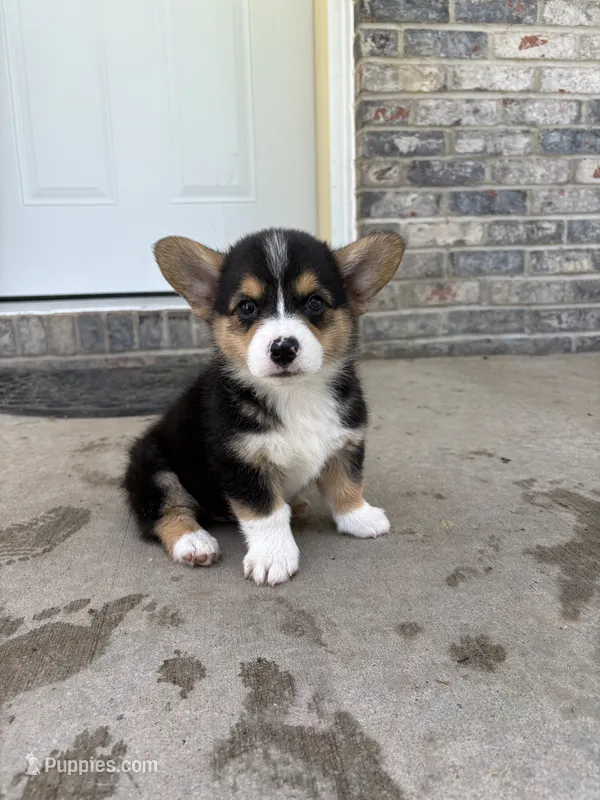 Bilbo – Pembroke Welsh Corgi puppy for sale in California, MO