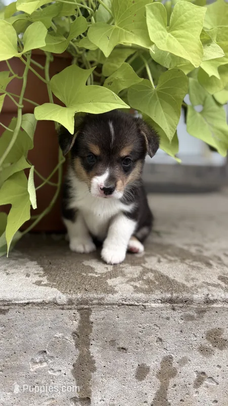 Teddy – Pembroke Welsh Corgi puppy for sale in California, MO