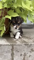 Teddy, a male Pembroke Welsh Corgi for sale in California, MO – 1 of 2