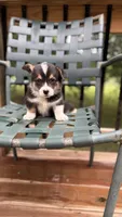 Liam, a male Pembroke Welsh Corgi for sale in California, MO – 2 of 4