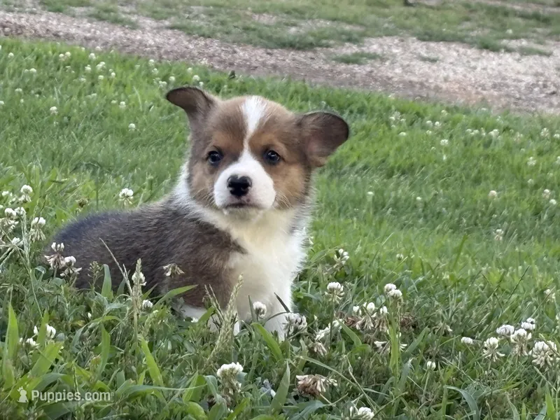 Rolo – Pembroke Welsh Corgi puppy for sale in California, MO