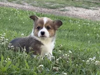 Rolo, a male Pembroke Welsh Corgi for sale in California, MO – 1 of 5