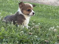 Rolo, a male Pembroke Welsh Corgi for sale in California, MO – 2 of 5