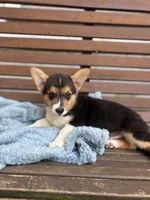 Teddy, a male Pembroke Welsh Corgi for sale in California, MO – 3 of 3