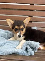 Teddy, a male Pembroke Welsh Corgi for sale in California, MO – 2 of 3