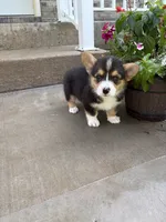 Bilbo, a male Pembroke Welsh Corgi for sale in California, MO – 2 of 2