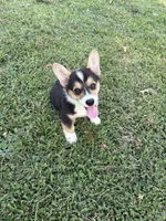 Liam, a male Pembroke Welsh Corgi for sale in California, MO – 2 of 4