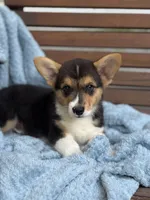 Teddy, a male Pembroke Welsh Corgi for sale in California, MO – 1 of 3