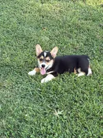 Liam, a male Pembroke Welsh Corgi for sale in California, MO – 3 of 4