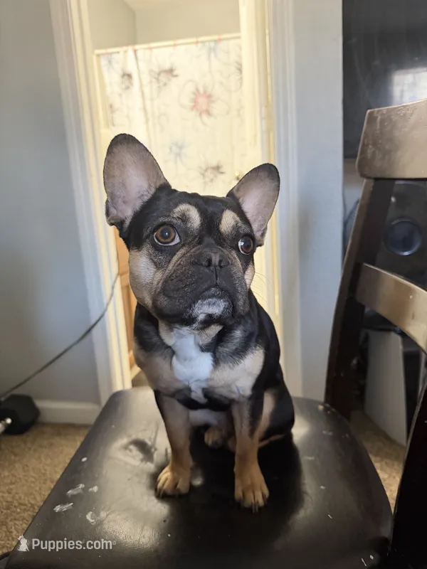 Bella king – French Bulldog puppy for sale in Forest Park, GA