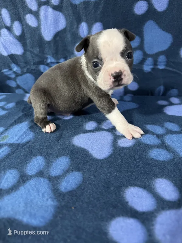 Toby  – Boston Terrier puppy for sale in Merced, CA