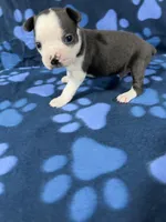 Bruno, a male Boston Terrier for sale in Merced, CA – 2 of 5