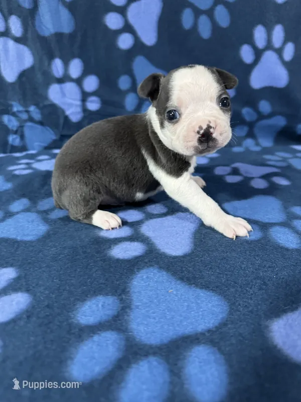 Bruno – Boston Terrier puppy for sale in Merced, CA