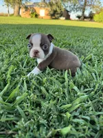 Benji, a male Boston Terrier for sale in Merced, CA – 1 of 6