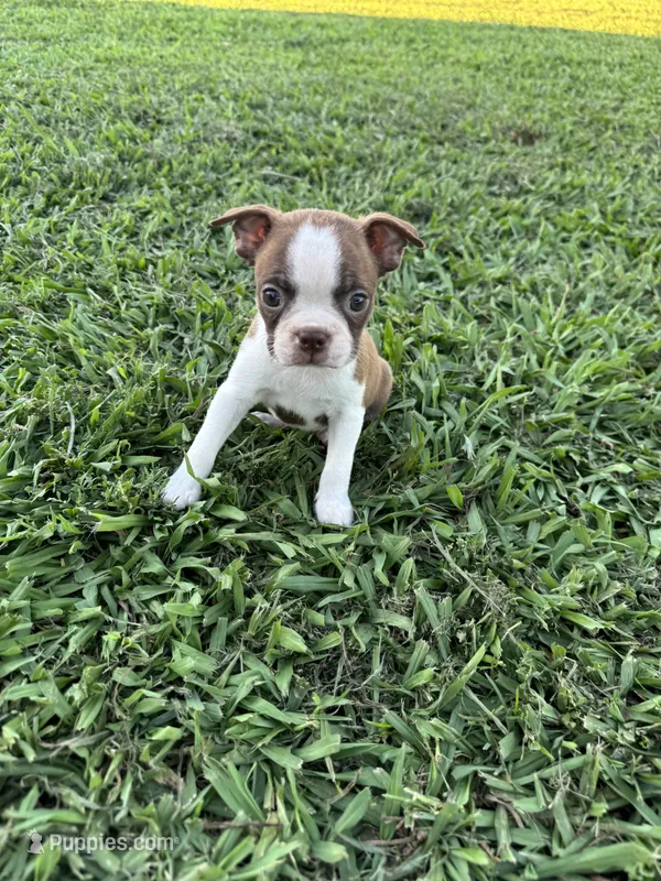 Bambi  – Boston Terrier puppy for sale in Merced, CA