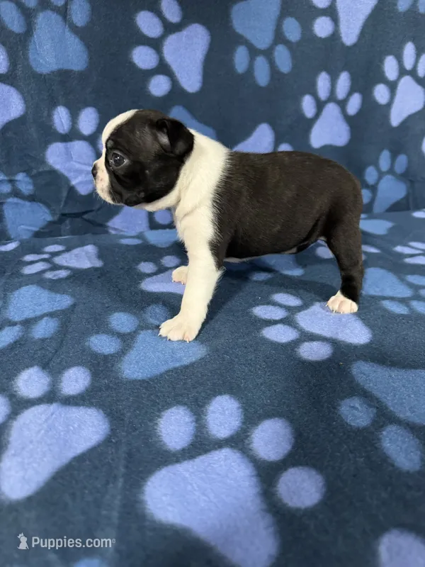 Bella – Boston Terrier puppy for sale in Merced, CA