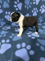 Bella, a female Boston Terrier for sale in Merced, CA – 1 of 6
