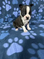 Benji , a male Boston Terrier for sale in Merced, CA – 1 of 5