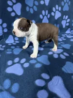 Rocky , a male Boston Terrier for sale in Merced, CA – 4 of 5